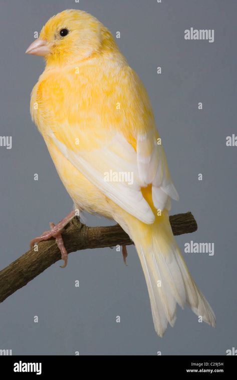 Download this stock image: Canary (Serinus canaria). Domestic cage and aviary bird. Breed or variety; 'Fife'. - C29J5H from Alamy's library of millions of high resolution stock photos, illustrations and vectors. Domestic Canary, Tail Drawing, Bird Breeds, Image Processing, Photo Image, High Resolution, Stock Images, Resolution, Birds