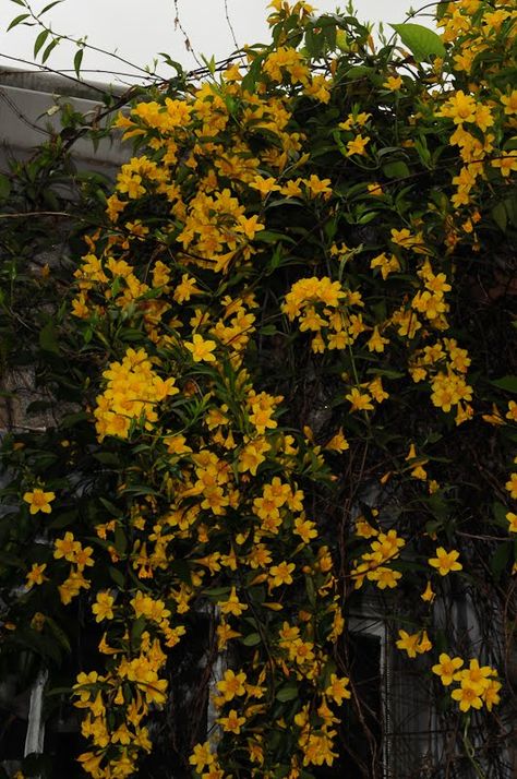 Carolina Jessamine, Yellow Jessamine, Carolina Jasmine, House Landscape, Future House, Vines, Outdoor Living, Yard, Yellow