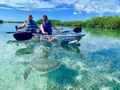 Pre-book your boat tours in the Turks and Caicos Islands Crystal Kayak, Clear Kayak, Turks And Caicos Vacation, Species Of Sharks, Small Shark, Life Under The Sea, Kayak Tours, Charter Boat, Whale Watching