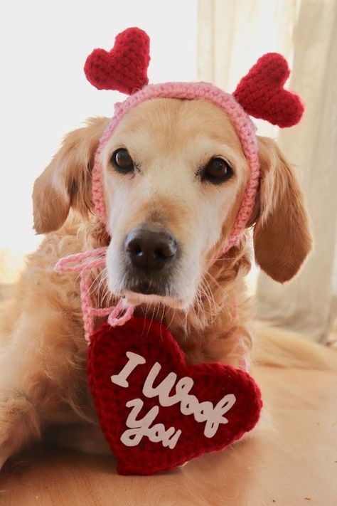 Valentines Day Dog, Dog Valentines, Dog Hat, Colorful Animals, Large Dog Breeds, Golden Retrievers, Valentines Day Hearts, Dog Photos, Dog Accessories