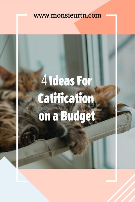 Catify this, catify that, catify everything. We hear this word every day around in the cat world and it’s quite daunting to think about. Is it even necessary to catify your home and deck it out in cat shelves and walkways? Read more about '4 Ideas For Catification on a Budget' in my blog! Catify Your Home, Diy Cat Shelves, Cat Walkway, Cat Play Area, Cat Apartment, Katt Diy, Cat Climbing Shelves, Cat Condos, Inside Cat