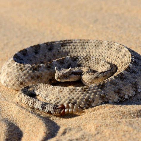 The Skin-Deep Physics of Sidewinder Snakes - The New York Times Sidewinder Snake, Land Animals, Namib Desert, Animal References, Leopard Gecko, Kill Bill, American Southwest, Reptiles And Amphibians, Bearded Dragon