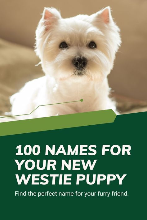 100 Names for Your New Westie Puppy (West Highland Terrier Name Ideas) Wheaton Terrier Puppy, Westies Puppies, Staffie Puppies, Westie Puppies For Sale, Top Dog Names, Dog Paw Care, West Terrier, Boy Dog Names, Wheaton Terrier