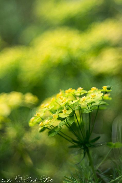 Euphorbia cyparissias | RudaPhoto | Flickr Euphorbia Cyparissias, Yellow, Green