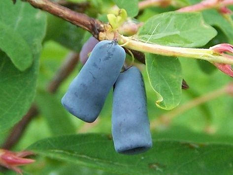 Honeyberries or Haskap [Lonicera caerulea] - Photo courtesy Wikimedia Commons. Lonicera Caerulea, Native Foods, Berry Plants, Edible Landscaping, Fruit Seeds, Small White Flowers, Exotic Fruit, Best Fruits, Plant Sale