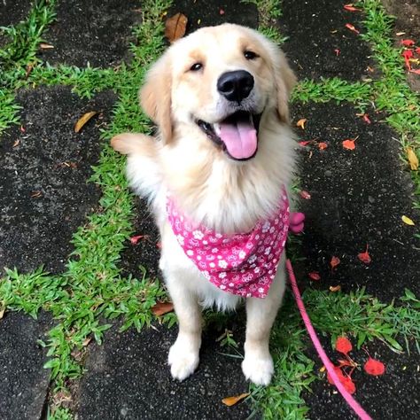 30 Best Dog Names For Gorgeous Golden Retrievers [PICTURES] | Dogtime Golden Retriever Dog Names, Names For Boy Dogs, Golden Retriever Female, Female Golden Retriever, Boy Dog Names, Golden Retriever Names, Best Dog Names, Cute Teacup Puppies, Dog Antlers