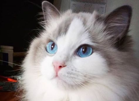 120 Best Ragdoll Cat Names Ragdoll Cat Names, Best Cat Names, Cat Name Ideas, Short Boy Names, Male Vs Female, Kitten Names, Persian Kittens, Name Ideas