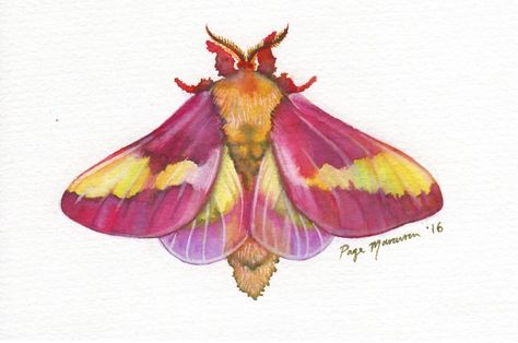 Rosy Maple Moth Art, Rose Maple Moth, Rosy Maple Moth Tattoo, Moth Watercolor, Tattoo Planning, Maple Moth, Rosy Maple Moth, Sculpture Images, Moth Butterfly