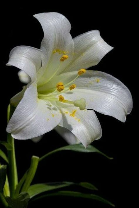 Day Lilies, Easter Lily, Wonderful Flowers, White Lilies, All Flowers, Exotic Flowers, Lily Flower, Flower Beauty, Beautiful Blooms