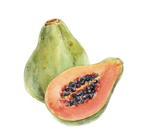 Ginger Sweet Potato, Papaya Fruit, Fruits Drawing, Art Tutorials Watercolor, Watercolor Tropical, Papaya Fruits, Watercolor Paintings For Beginners, Watercolor Fruit, Fruit Food