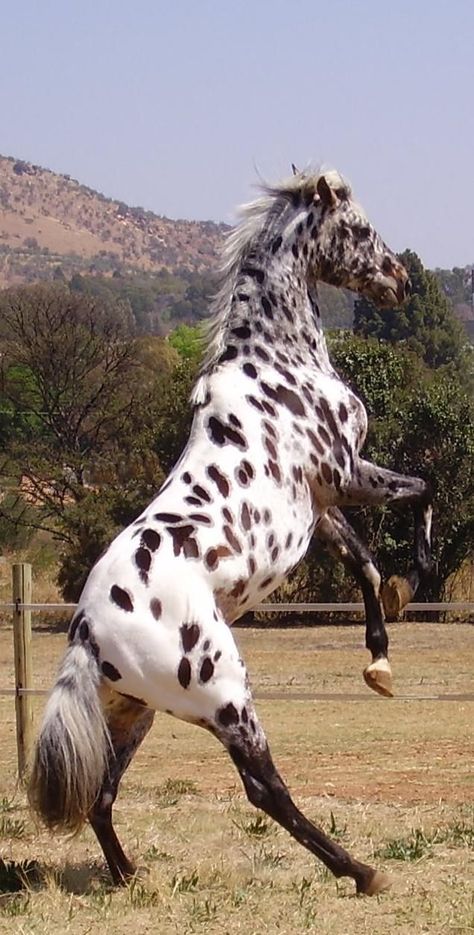 Spotted Horse, Horses Breeds, Leopard Appaloosa, Cai Sălbatici, Appaloosa Horses, Most Beautiful Animals, Majestic Horse, Horses And Dogs, All The Pretty Horses