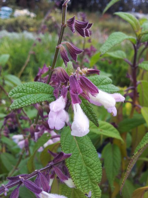 Salvia Phyllis-Waverly Hedges, Plants, Color