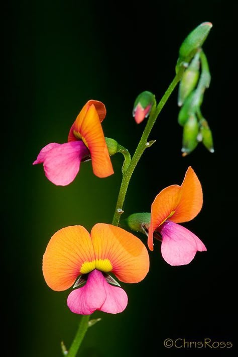 Chorizema Cordatum, Bush Garden, Australian Native Garden, Flower Reference, Australian Wildflowers, Native Gardens, Heart Leaf, Australian Natives, Australian Flowers