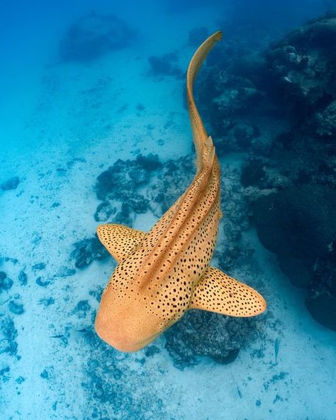 Caitlin Grace | Underwater Photographer 🌊📸 on Instagram: "One of Ningaloo’s well-known resident Leopard sharks contrasting against a moody lagoon. With heavy cloud cover blanketing the lagoon this last week, we took some time to appreciate the reef and its inhabitants in a different light ☁️☁️☁️   #ningaloo #ningalooreef #ningaloocoast #australiascoralcoast #westernaustralia #australia #ausgeo #bbcwildlifemagazine #natgeoyourshot #abcmyphoto #ocean #oceanlover #visitningaloo #underwaterphotographer #underwaterphotography #leopardshark #zebrashark #shark #whaleshark #snorkel #freedive #sonyalpha #nauticamhousings" Sea Puppies, Zebra Shark, Leopard Shark, Shark Photos, Shark Pictures, Mini Aquarium, Fish Ocean, Underwater Photographer, Water Animals