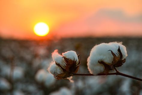 Looking for that perfect gift for Moms, Dads, or Grads? Get them a print from www.FlatOutDelta.com. Something they will enjoy for a lifetime! Cotton Bolls on Jordan Farms in Carter, MS. I took this shot a couple of weeks ago while standing in a cotton field waiting on the Harvest Moon to rise. See more at www.instagram.com/johnmontfort Cotton Field Photography, Cotton Plantations, Cotton Bouquet, Cotton Bolls, Cotton Pictures, Incredible Photos, Mississippi Delta, Cotton Boll, Cotton Fields