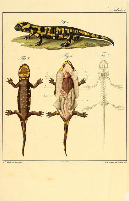 Fauna Illustration, Scientific Drawing, Science Illustration, John James Audubon, Scientific Illustration, Reptiles And Amphibians, Zoology, Lizards, Nature Illustration