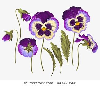 Pansy Tattoo, Pansy Flowers, Flowers Vector, Pansies Flowers, Arte Floral, Botanical Illustration, Botanical Art, Glass Painting, Embroidery Flowers