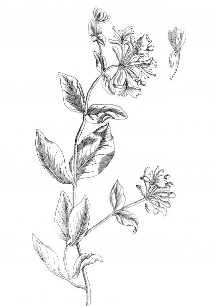 Honeysuckle Flowers Drawing Free Stock Photo - Public Domain Pictures Honeysuckle Stamp Tattoo, Honeysuckle Drawing, Honeysuckle Tattoos, Bunch Of Flowers Drawing, Traveler Tattoo, Frida Tattoo, Honeysuckle Tattoo, Honeysuckle Flowers, Flower Tattoo On Ribs