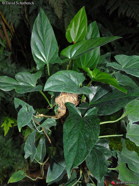 Syngonium erythrophyllum Syngonium Erythrophyllum, Syngonium Plant, House Plant, Vertical Garden, Tropical Plants, Plant Life, Green Living, Planting, Garden Plants