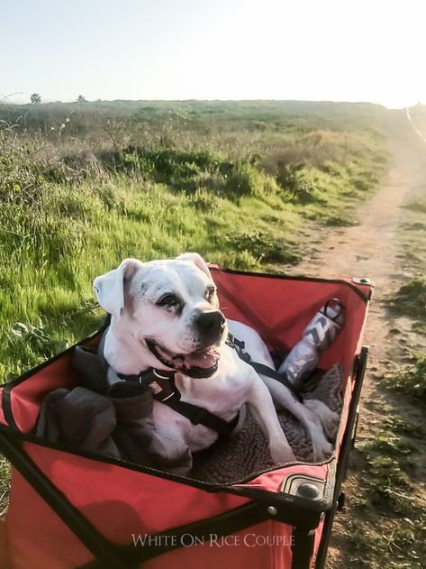 Wagon for old dog | WhiteOnRiceCouple.com Berry Pastries, Best Baked Pork Chops, Pickled Carrots Recipe, Grow Lemon, Vietnamese Fish, Nuoc Mam, Pickle Recipes Homemade, Custard Cake Recipes, Chicken Strip Recipes