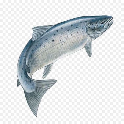 Fish Png Images, Salmon Jumping Out Of Water, Fish Jumping Out Of Water, Salmon Drawing, Attract Bats, Dog Paw Print Art, Water Png, Scottish Animals, Jumping Fish