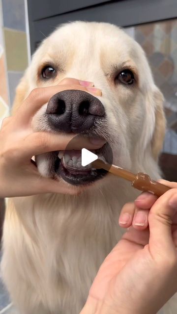 Instagolden Retrievers on Instagram: "Teeth brushing routine 🦷✨Link in bio for the brush!" Brushing Dogs Teeth, Dog Remedies, Dog Information, Dog Brushing, Human Food, Dog Info, Puppy Lover, Dog Teeth, Golden Girl