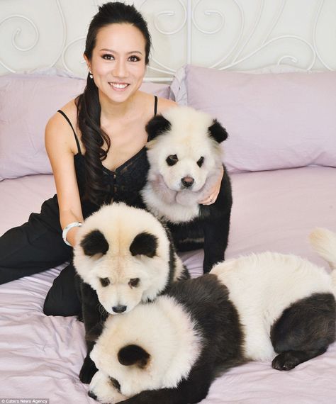 #panda #chow chow Novelty: Meng Jiang with her Chow Chow puppies, which she used organic dyes to colour around their eyes, ears, midriff and hind legs Panda Chow Chow, Perros Chow Chow, Dog Hair Dye, Panda Dog, Hair Of The Dog, Every Dog Breed, Unusual Pictures, Chow Chow Puppy, Chow Chow Dogs