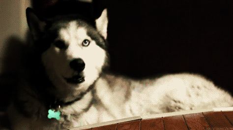 Dog Banner, Fluffy Husky, Sleepy Dogs, Peter Quill, Good Morning Gif, Loki Laufeyson, Star Lord, Husky Dogs, Funny Dog Videos