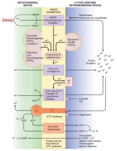 Electron Transport Chain (ETC) and Oxidative Phosphorylation : Mnemonic | Epomedicine Oxidative Phosphorylation Notes, Electron Transport Chain Diagram, Electron Transport Chain Notes, Electron Transport System, Dna Diagram, Mcat Study Tips, Oxidative Phosphorylation, Biochemistry Notes, Business Ideas For Women Startups