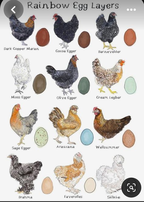 Different Types Of Chickens, Americauna Chickens, Chicken Types, Chicken Species, Rare Chicken Breeds, Hen Ideas, Chicken Incubator, Types Of Chickens, Homesteading Ideas