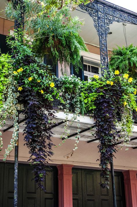 French Green House, New Orleans Gardens, Witch Garden Balcony, New Orleans Balcony Plants, French Quarter Balcony, New Orleans Balcony, Heather Aesthetic, French Quarter Architecture, French Quarter Decor