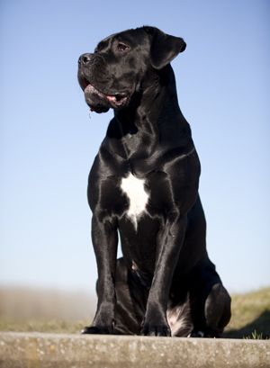 Cane Corso Non Cropped Ears, Cane Corso Without Cropped Ears, Cane Corso Natural Ears, Cane Corso With Ears, Black Mastiff, Chien Cane Corso, Dogs Hunting, Pet Anime, Cane Corso Mastiff