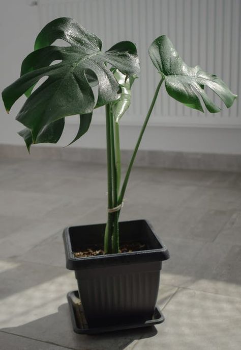 Monstera Borsigiana, Popular House Plants, Small Leaves, Grow Lamps, Plant Problems, Variegated Plants, Big Leaves, Monstera Plant, Monstera Deliciosa