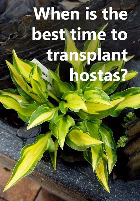 Best Time To Transplant Hostas, When To Plant Hostas, Replanting Hostas, How To Transplant Hostas, When To Split Hostas, Transplanting Hostas In The Fall, When To Transplant Hostas, Transplanting Hostas, Hostas Plants