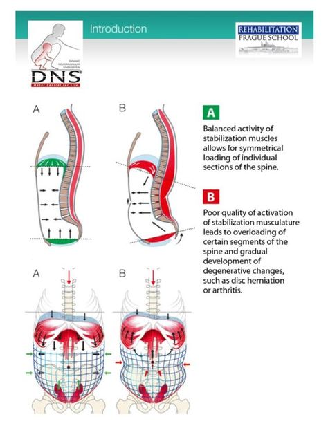 Hip Anatomy, Body Wisdom, Physical Therapy Assistant, Strength And Conditioning Coach, Diaphragmatic Breathing, Flexibility Training, Core Stability, Muscle Anatomy, Pelvic Floor Exercises