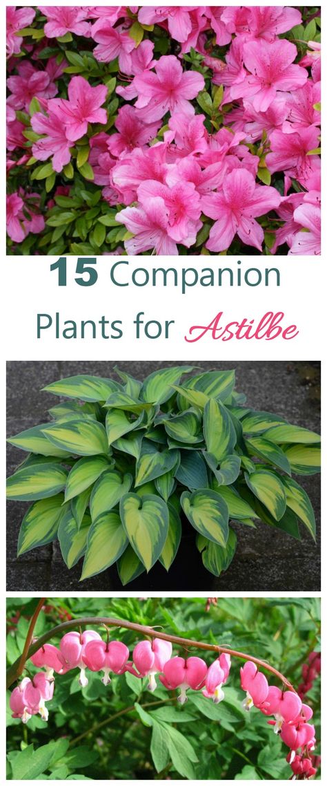 Plants Under Trees, Companion Gardening, Shade Garden Plants, Backyard Shade, Companion Plants, Shade Flowers, Shade Perennials, Garden Shrubs, Perennial Garden