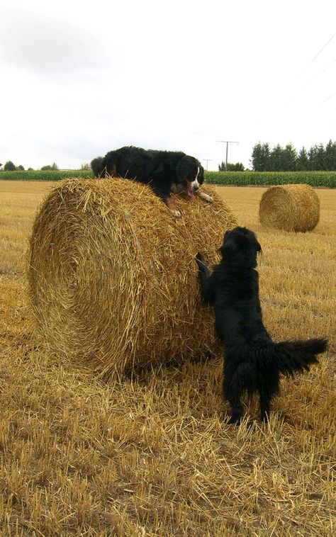 Oh what a fun great pic of two big dogs playing on a farm! Bernese mountain dog and a black Setter. Makes me happy! Dog In Field, Hay Farm, Country Dogs, Dogs Outside, Country Dog, Dog Farm, Bernese Mountain Dogs, Dogs Black, Dogs Playing