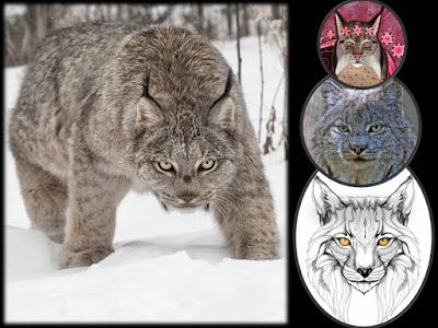 LINCE CANADIENSE, TÓTEMS DE ANIMALES MEDICINA ~ ORACIONES MÁGICAS Animals