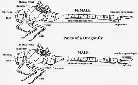 Dragonfly Anatomy, Dragonfly Facts, Insect Anatomy, Insect Photos, Dragonfly Painting, Bamboo Planter, Fairy Dragon, Animal Study, Dragonfly Art