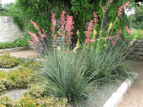 Red Yucca Hesperaloe Parviflora 50 Seeds - Etsy Red Yucca, Palm Tree Fruit, Century Plant, Drought Resistant, Low Maintenance Plants, Coral Red, Rock Garden, Landscaping Ideas, Small Flowers