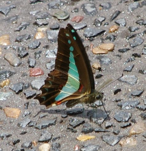 Swallowtail Butterflies, Michael Fox, Butterfly Bedding, Butterfly Magnet, Butterfly Plants, Swallowtail Butterfly, All Animals, Wildflower Garden, Attract Butterflies