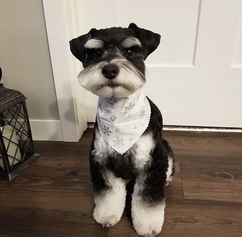 Black And Silver Schnauzer, Black And Silver Miniature Schnauzer, Schnauzer Breed, Grooming Ideas, Schnauzer Grooming, Dog Pack, Standard Schnauzer, Mini Schnauzers, Mini Poodles