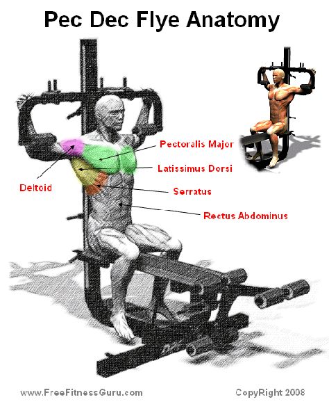 pec deck muscle activation Fly Anatomy, Pec Deck Fly, Gym Chest Workout, Pec Deck, Chest Workout For Men, Chest Workout Routine, Best Chest Workout, Chest Muscles, Muscle Building Workouts