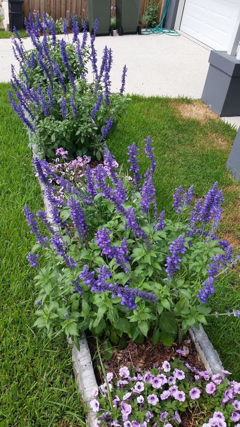 Salvia Mystic Spires Beautiful purple-blue flowers spikes. Salvia Mystic Spires, Begonia Dragon, Blue Salvia, Purple Salvia, Shade Landscaping, Autumn Waterfalls, Ficus Pumila, Red Geraniums, Late Autumn