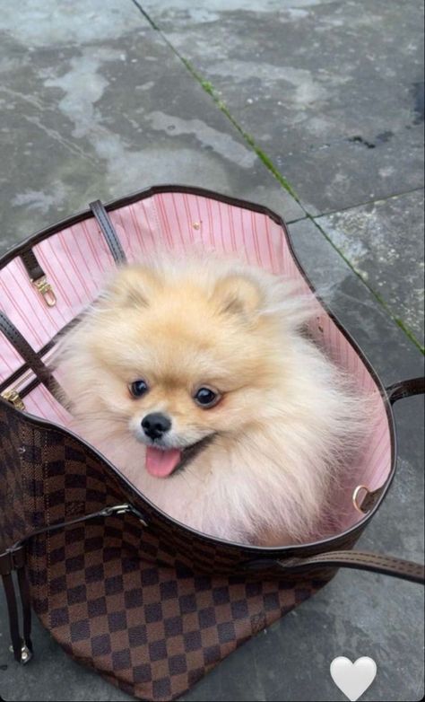 Pink Louis Vuitton, Puppy Mom, Ac New Leaf, Dog Mommy, Cute Pomeranian, Foto Baby, Malibu Barbie, Pomeranian Puppy, Baby Dogs