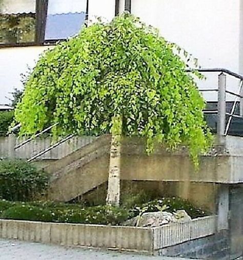 Weeping Birch Tree, Weeping Birch, Betula Pendula, Seeds Color, Tree Flowers, London Garden, Front Landscaping, Acer Palmatum, Fast Growing Trees