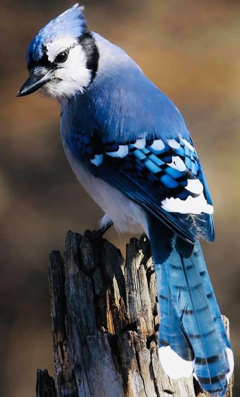 Bird Photos Photography, Blue Jay Art, Natural Beauty Photography, Blue Jay Bird, Bird Photos, Jay Bird, Bird Crafts, Seo Expert, Bird Pictures