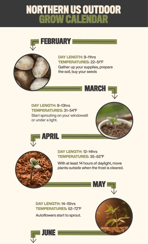 Outdoor Grow Calendar: Get Your Timing Right | Seed Supreme Growing Cannibas From Seed, Cannibus Growing, Canna Recipes, High Garden, Medicinal Oils, Plant Bud, Pineapple Express, Plant Medicine, Timing Is Everything