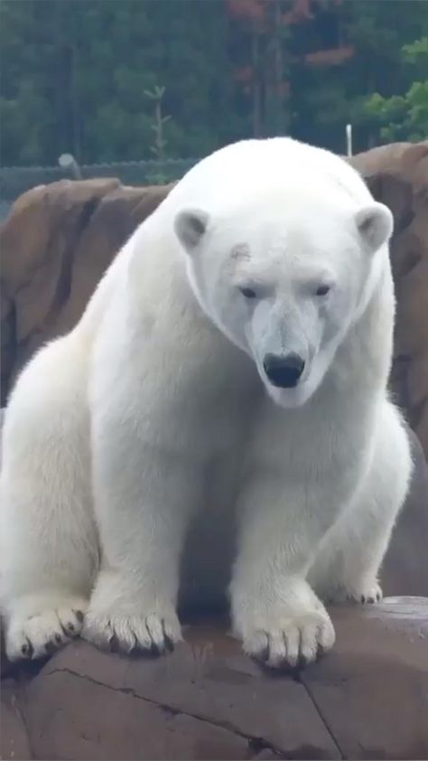 Polar Bear Video, Save The Polar Bears, Animals Kissing, Spiritual Animal, Amazing Animal Pictures, Animals Care, Beauty Finds, White Bear, Polar Bears