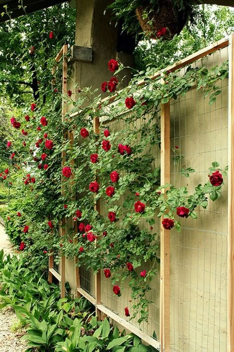 Cheap Privacy Fence, Wall Climbing Plants, Fence Design Ideas, Spiritual Garden, Wall Trellis, Wall Climbing, Rose Trellis, Privacy Fence Designs, Cheap Fence